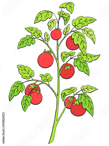 Tomato graphic bush black white isolated sketch illustration vector 