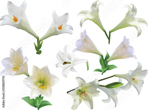 set of six light lily flowers isolated on white