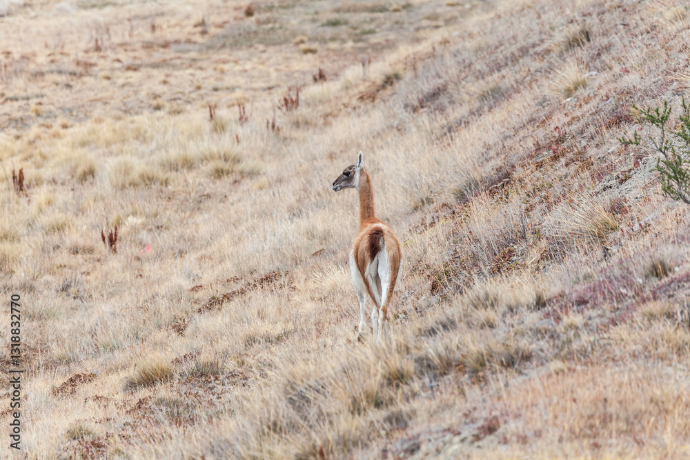 Nice view of the beautiful, wild Guanaco on Patagonian soil.