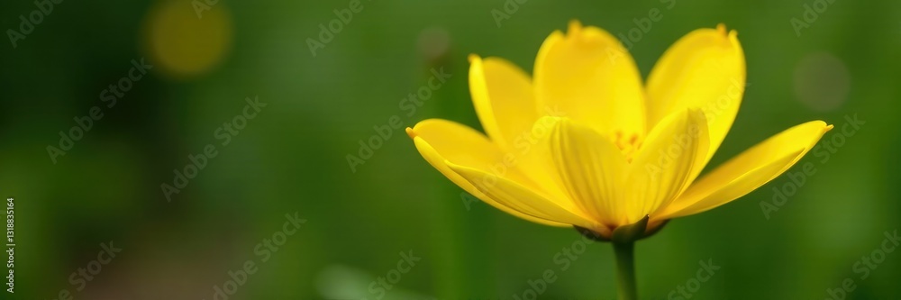 Bright yellow petals unfolding from a green stem, flowers, nature, botanical garden Bright yellow petals unfolding from a green stem, flowers, nature, botanical garden