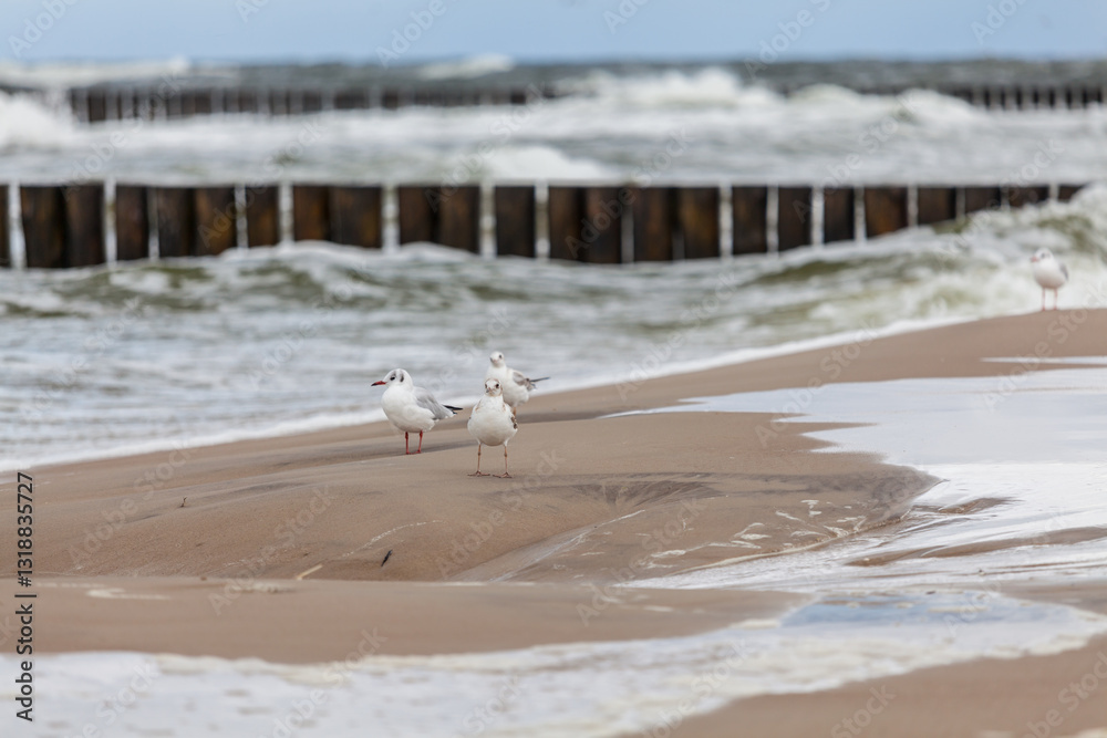 Seagull in the natural environment on the Baltic Sea.