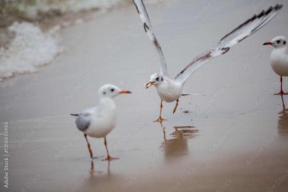 Seagull in the natural environment on the Baltic Sea.