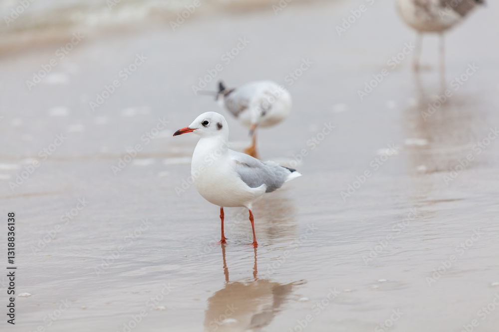 Seagull in the natural environment on the Baltic Sea.