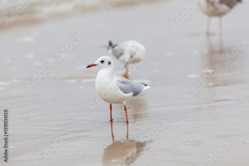 Obraz na płótnie Seagull in the natural environment on the Baltic Sea. w salonie
