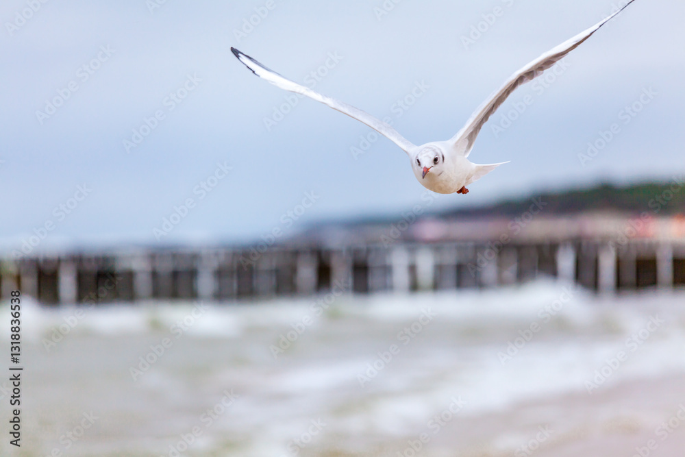 Seagull in the natural environment on the Baltic Sea.