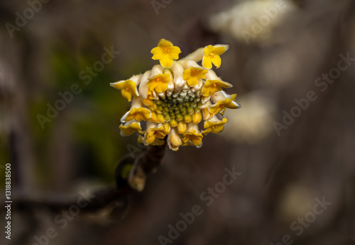 Close-up of Delicate Yellow Edgeworthia chrysantha Flower