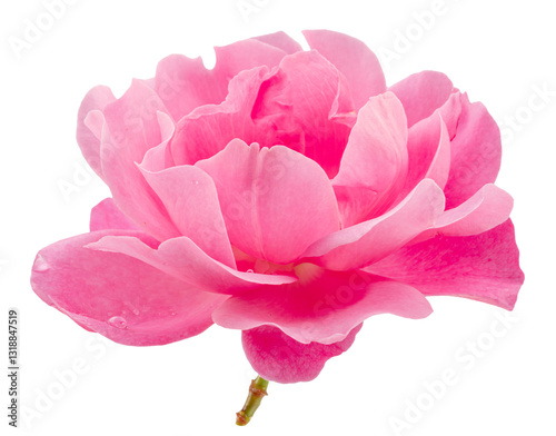 Fototapeta Naklejka Na Ścianę i Meble -  Opened pink rose or Bulgarian rose on white background. File contains clipping path.