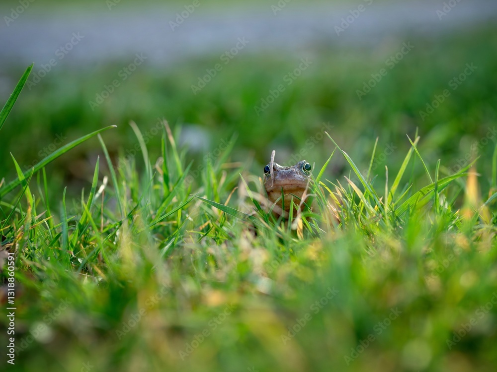 Obraz premium Frog in long green grass