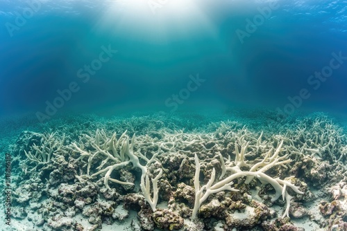 A vibrant underwater view of a coral reef in the ocean, with lush marine life thriving in its natural environment.