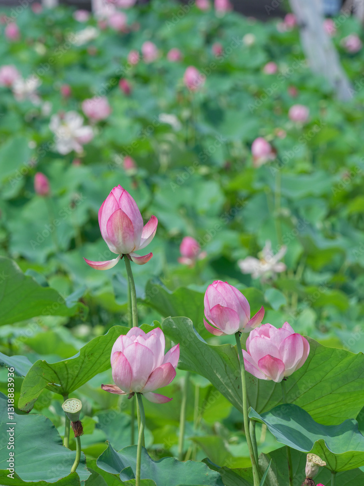 Lotus flowers in the lotus pond in summer Lotus flowers in the lotus pond in summer