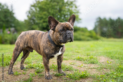 A profile view of a brindle french bulldog dog walking on the grass. Brindle french bulldog standing on grass.   Brindle french bulldog on walk outdoors. photo