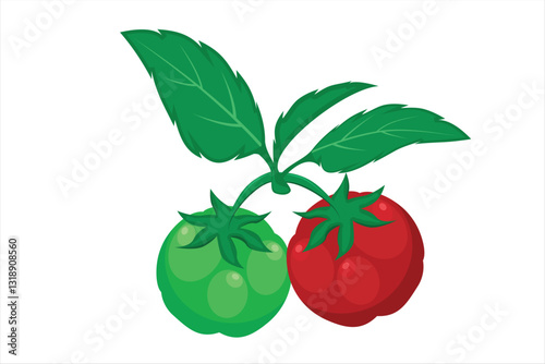 Tomato plant vector. Illustration of tomato vegetable with leaves and branches. Healthy food contains many vitamins for the body