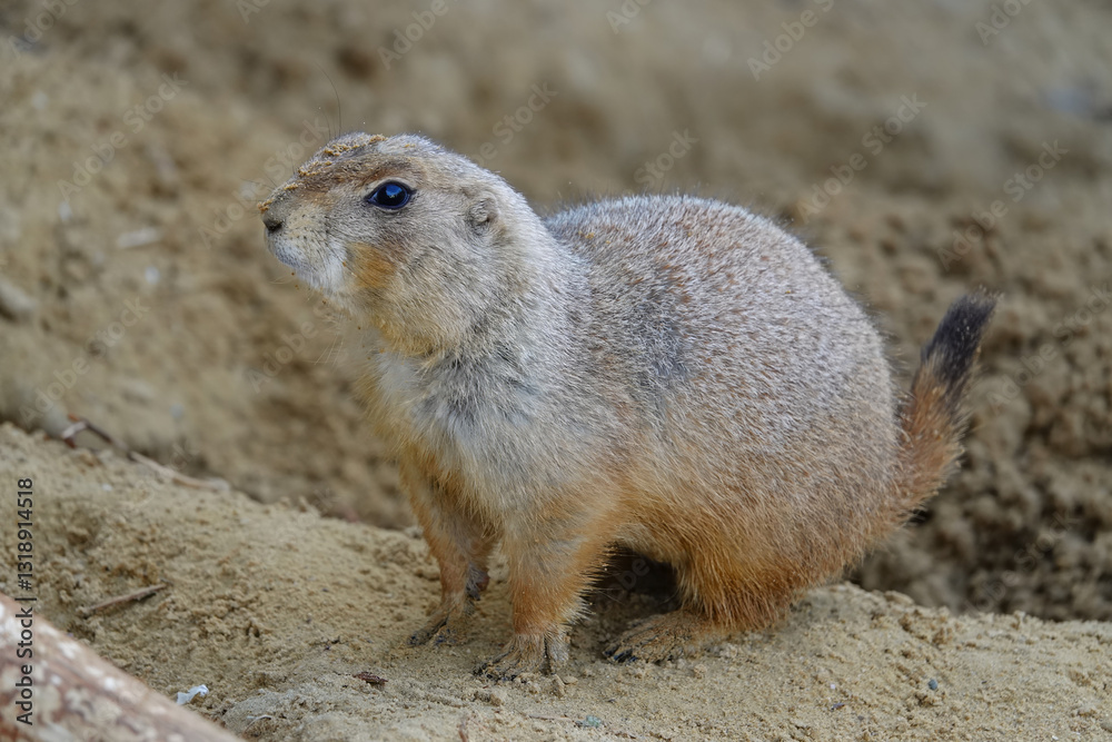 Prairie dog on alert, standing on sand. A small rodent with short tail in a natural habitat. Prairie dog on alert, standing on sand. A small rodent with short tail in a natural habitat.