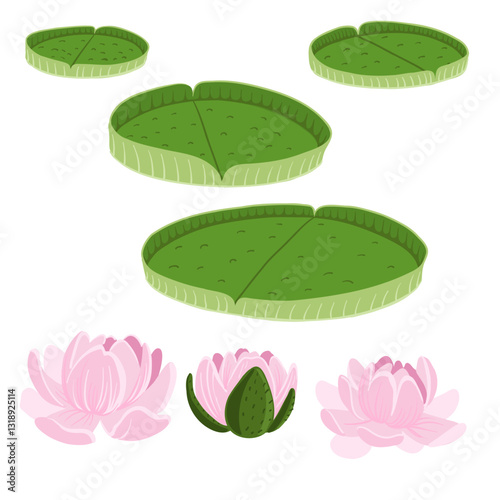 vector drawing Victoria Regia flowers and leaves, Victoria amazonica, water lily, hand drawn illustration