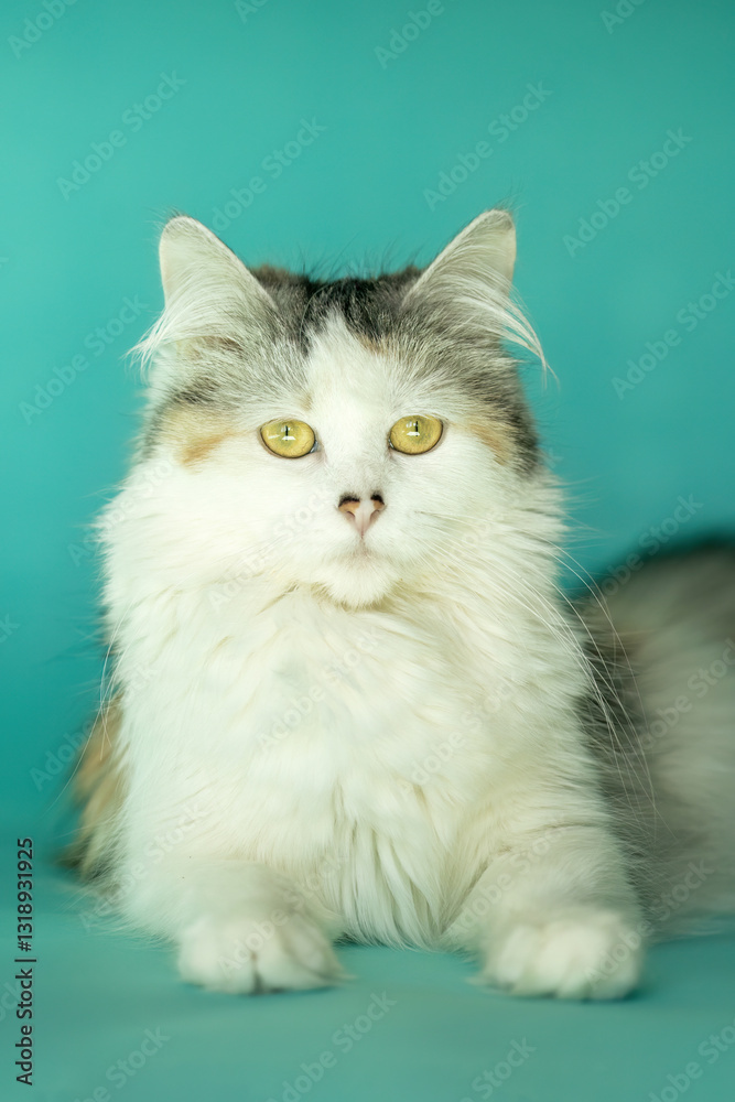 Portrait of an adult female longhaired calico cat in front of blue studio background Portrait of an adult female longhaired calico cat in front of blue studio background