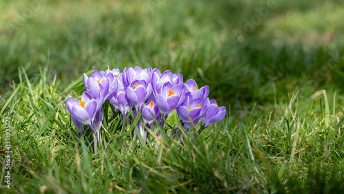 A bunch of Crocus, purple and white flowers are growing in a garden