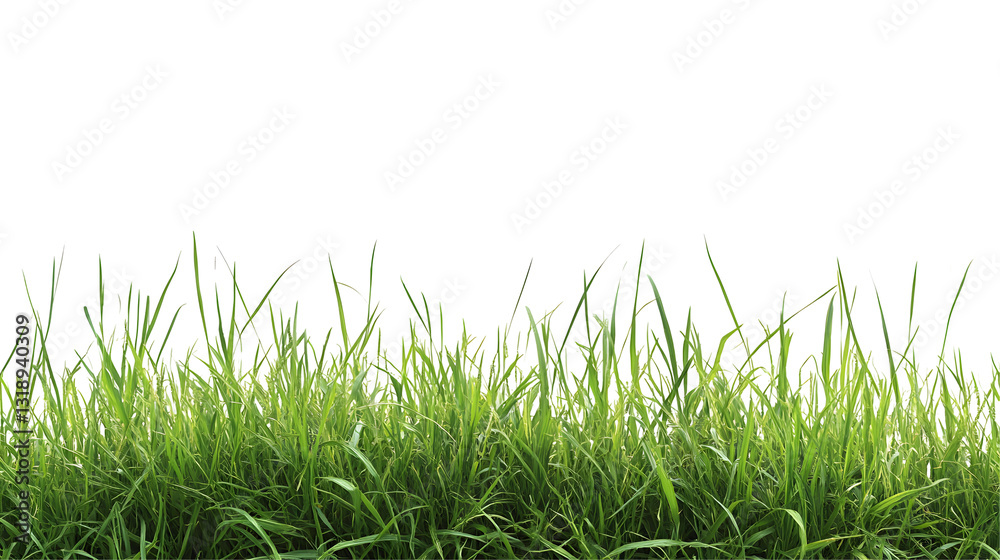 Fototapeta premium grass transparent background png