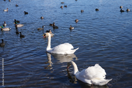 Fototapeta Naklejka Na Ścianę i Meble -  a group of swans and ducks swim in the beautiful lake of Hakone, Japan, at the foot of the famous fuji mountain.