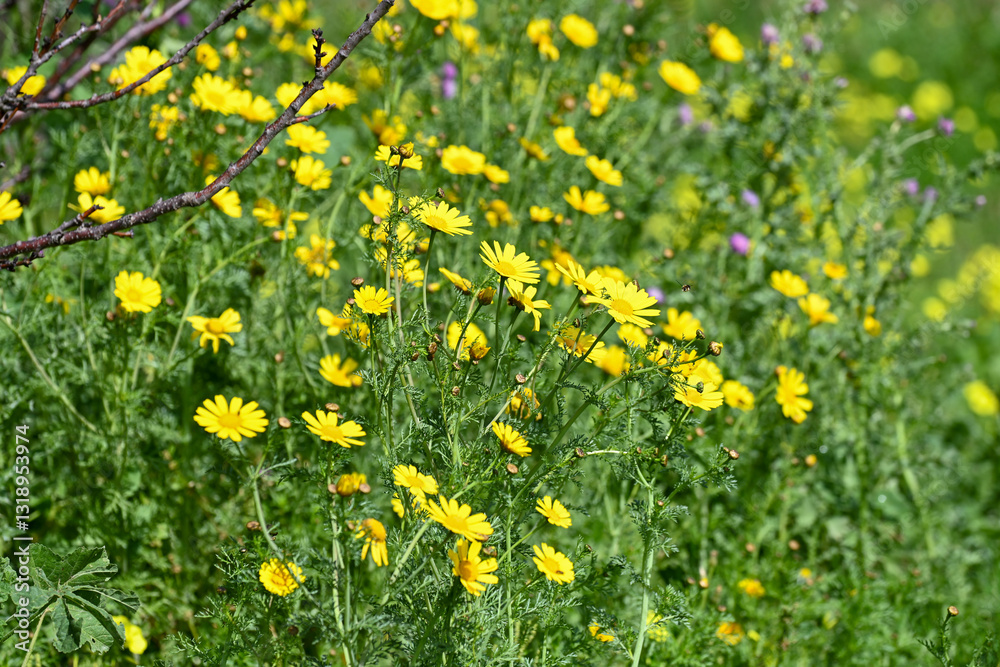 Obraz premium Fleurs sauvages