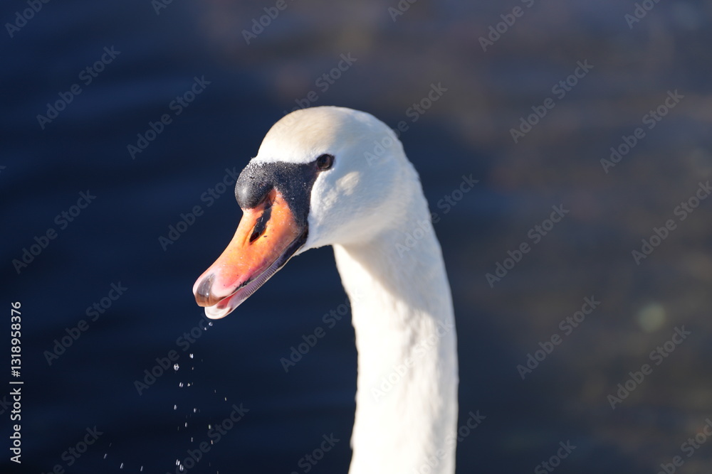 a beautiful swan floats on the quiet lake water a beautiful swan floats on the quiet lake water
