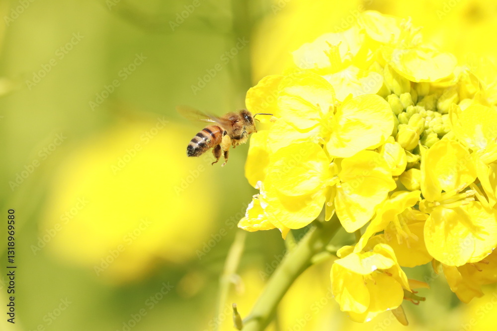 Obraz premium bee on yellow flower
