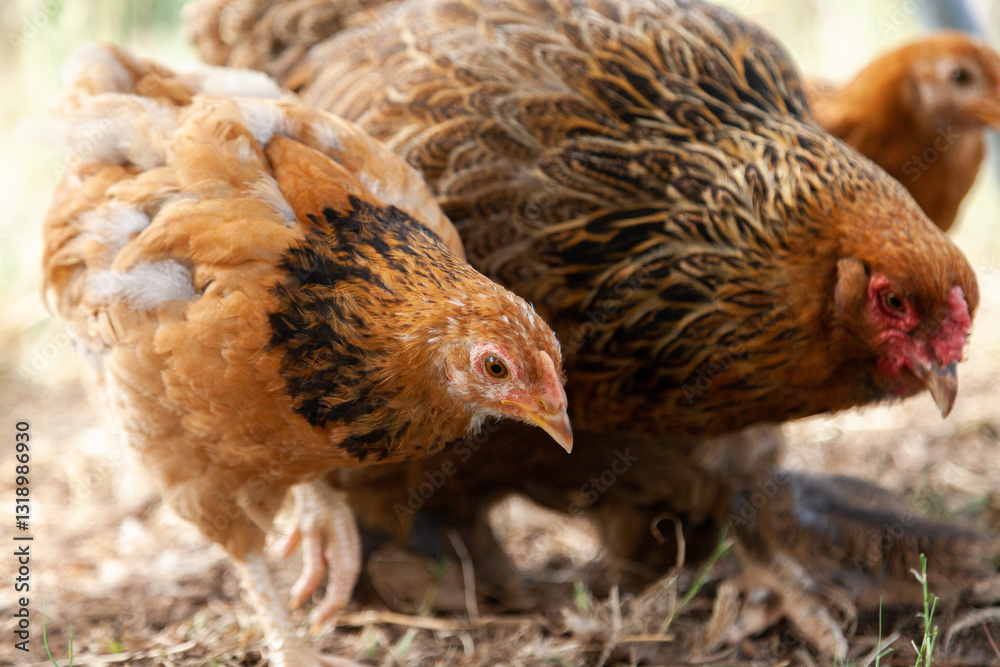 Chickens and hen scratching together Chickens and hen scratching together