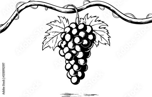 Grapes harvesting event vineyard illustrative nature environment close-up view organic farming concept