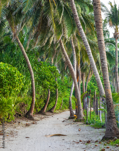 Palm alley on the island of...