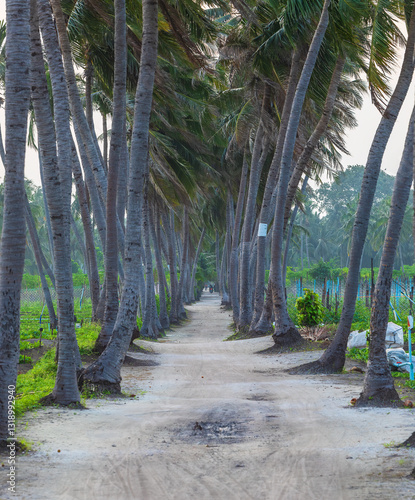 Palm alley on the island of...