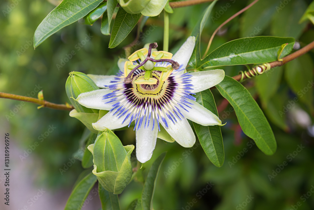 one blooming passionflower blossom, knobs and green leaves