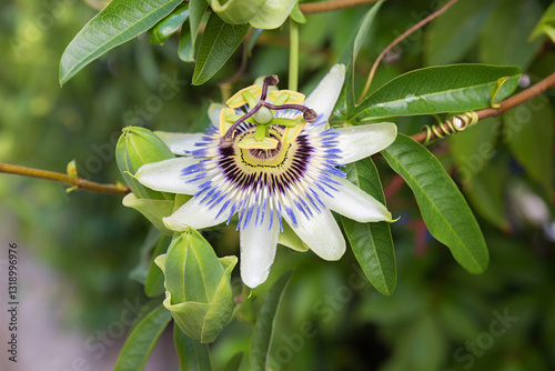 Obraz na płótnie one blooming passionflower blossom, knobs and green leaves w salonie