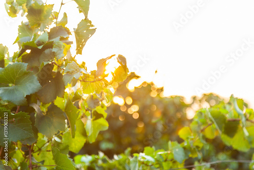 Golden light through green summer grape vine leaves with copy space