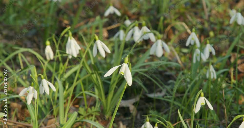 A forest covered with snowdrops (Galanthus nivalis) in early spring. A forest covered with snowdrops (Galanthus nivalis) in early spring.