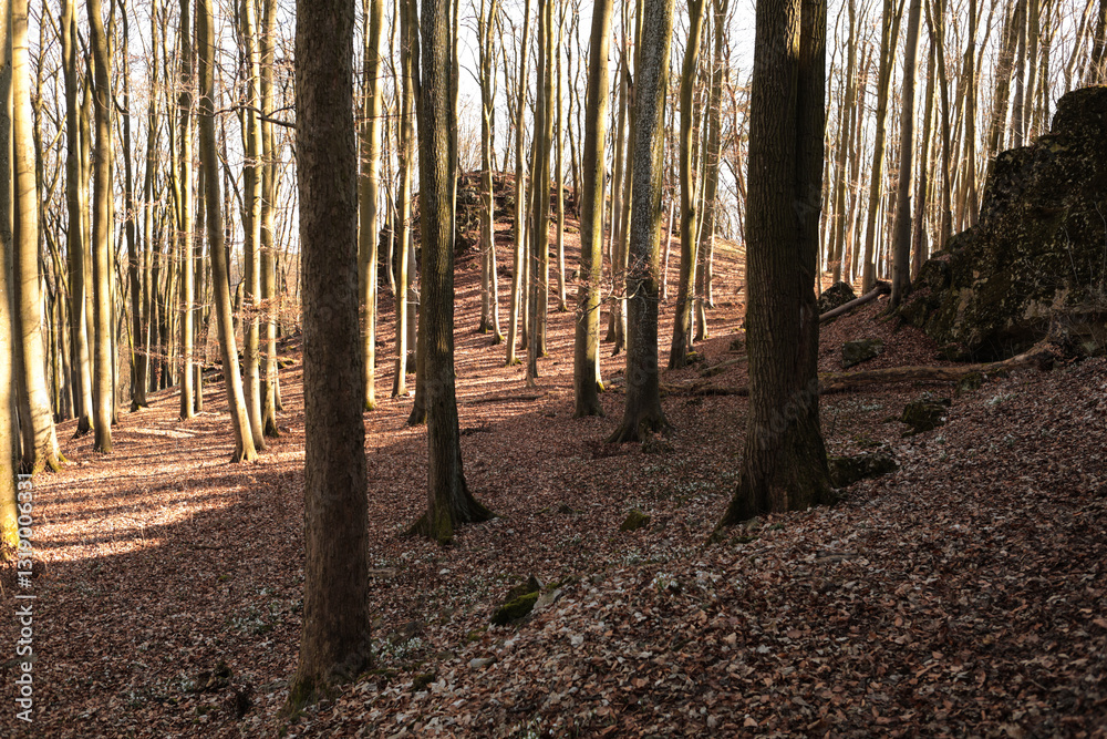 Obraz premium Beech forest on a sunny spring day with the sun shining through the trees