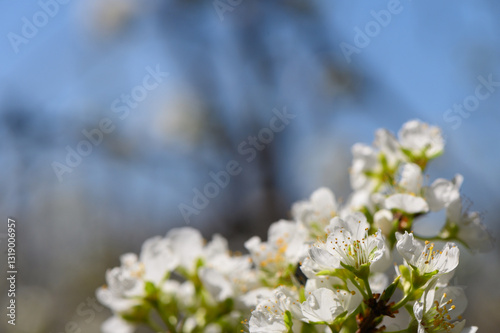 Blossoming white flowers under a clear blue sky in a serene natural setting