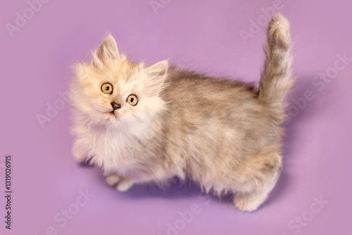 A cute silver tabby ragdoll crossbreed kitten in front of purple studio background