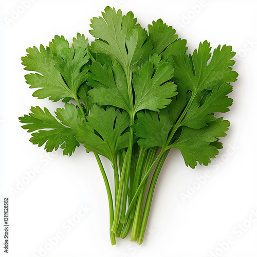 Fresh green coriander leaves arranged in bunch, perfect for cooking