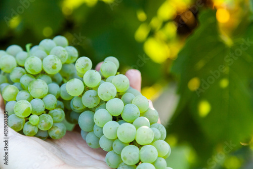 Hand holding freshly picked white grapes