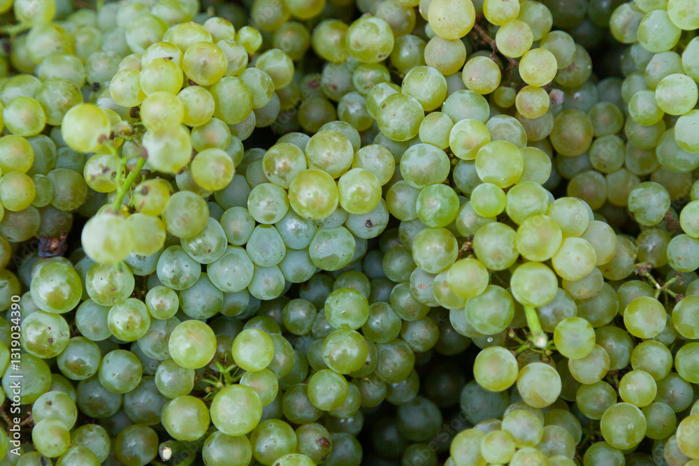 Full frame of green grapes for white chardonnay wine Full frame of green grapes for white chardonnay wine