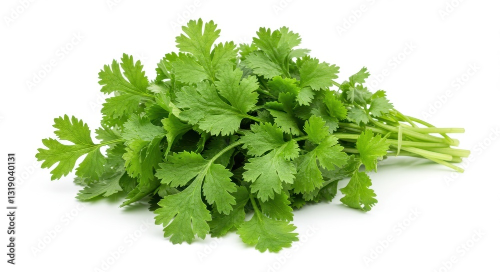 Fresh Cilantro Leaves Isolated on White Background Fresh Cilantro Leaves Isolated on White Background