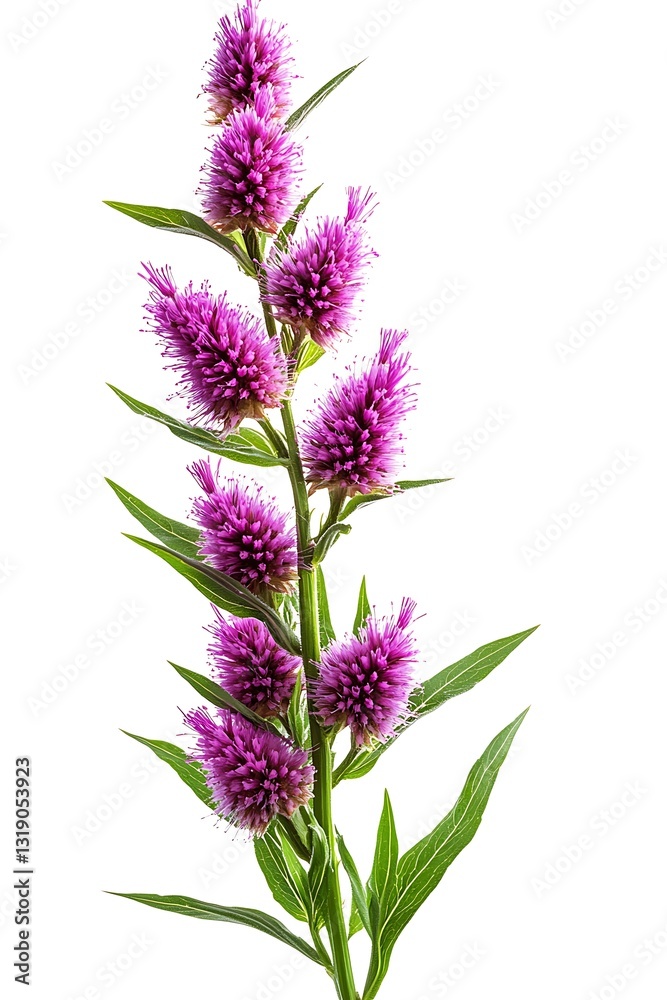 Obraz premium a group of purple flowers on a green stem