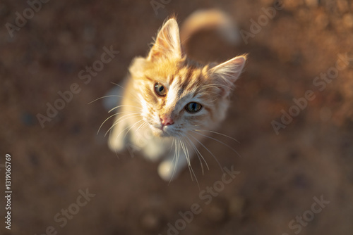 Ginger cat begging for food photo