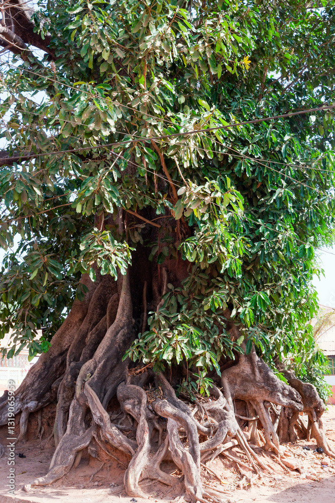scène urbaine avec un arbre dans la ville de Bissau en Guinée en Afrique scène urbaine avec un arbre dans la ville de Bissau en Guinée en Afrique