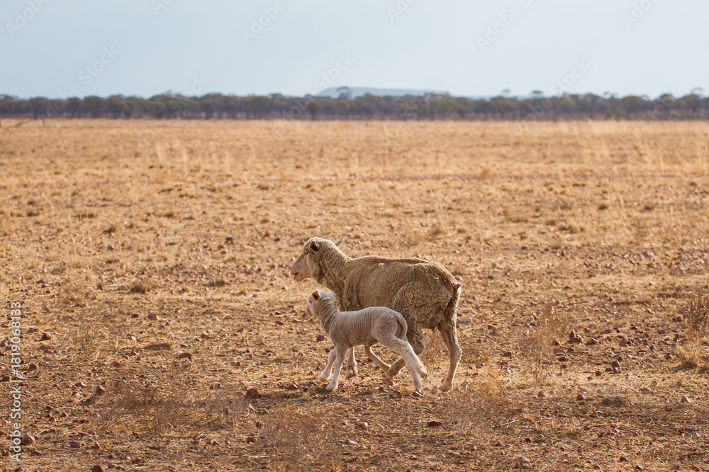 Ewe with lamb in paddock