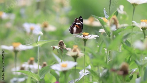 butterfly on a flower