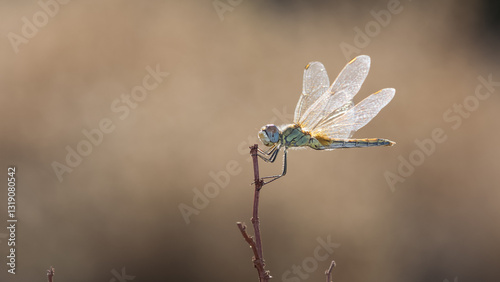 Photography wild animals. photos of various wild insects. dragonfly photos.