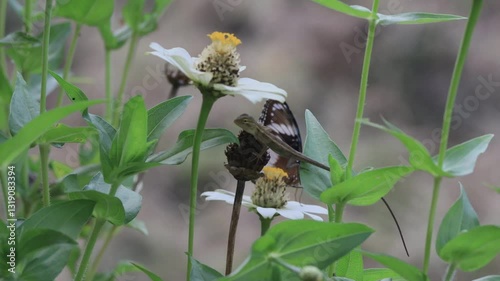butterflies and flowers in the garden