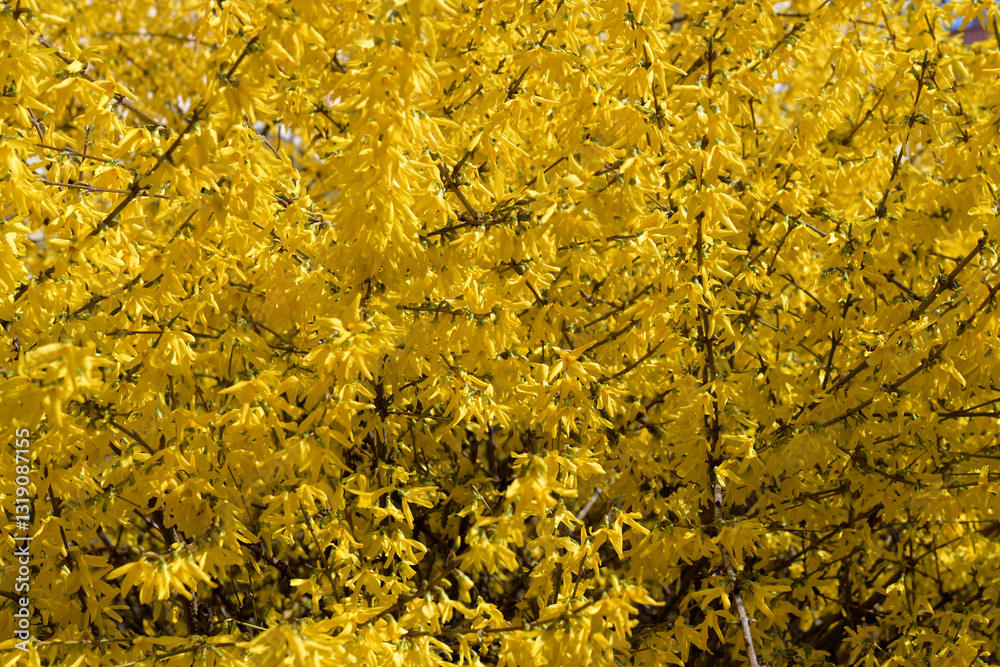 Yellow blooming forsythia branches at springtime close up as background. Yellow blooming forsythia branches at springtime close up as background.