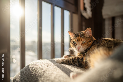 Lazy fluffy cat comfortably resting, lying on soft woolen plaid on chair. Relaxed sleepy tricolour kitty basking in warm sunlight near window on balcony, looking at camera. Coziness with pet at home