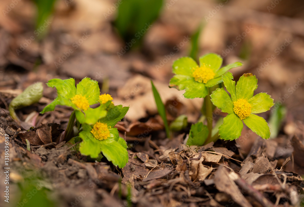 Kwiaty Cieszynianki wiosennej w lesie. ( Sanicula epipactis ) Rezerwat Kopce.